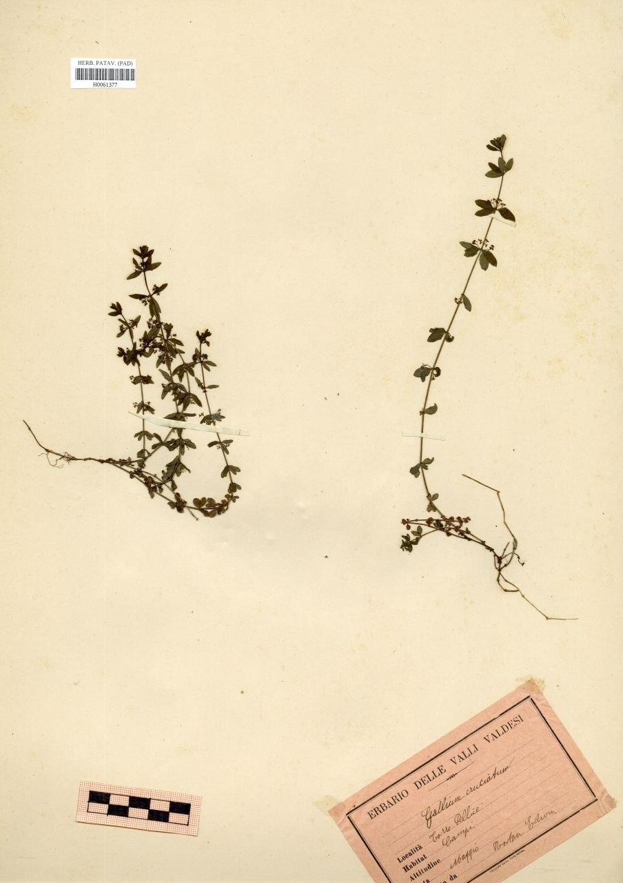 Galium cruciata (L.)Scop - erbario, Erbario Rostan, Erbario Rostan