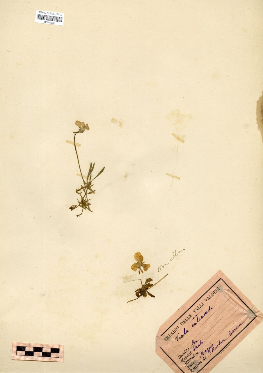 Viola calcarata L - erbario, Erbario Rostan, Erbario Rostan