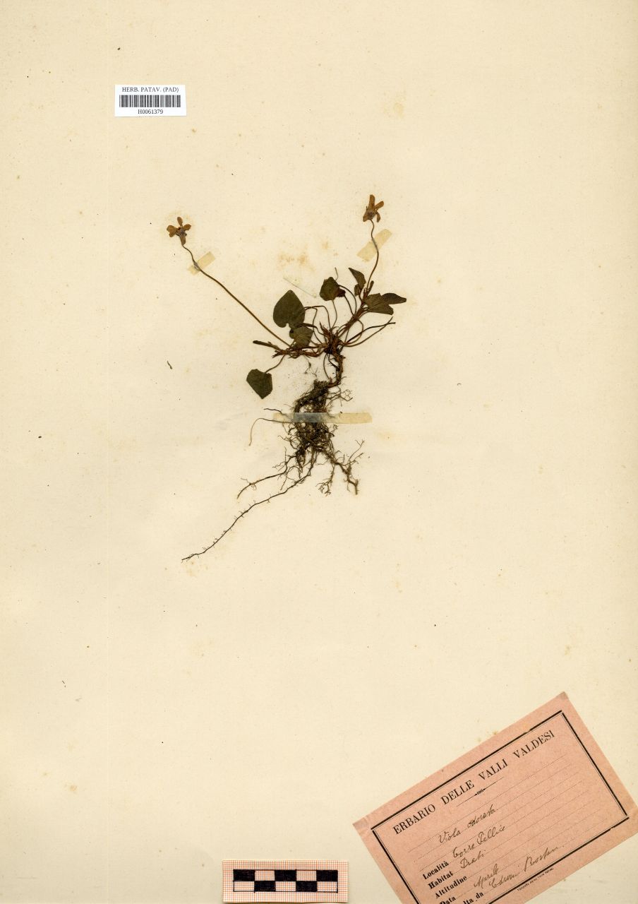 Viola odorata L - erbario, Erbario Rostan, Erbario Rostan