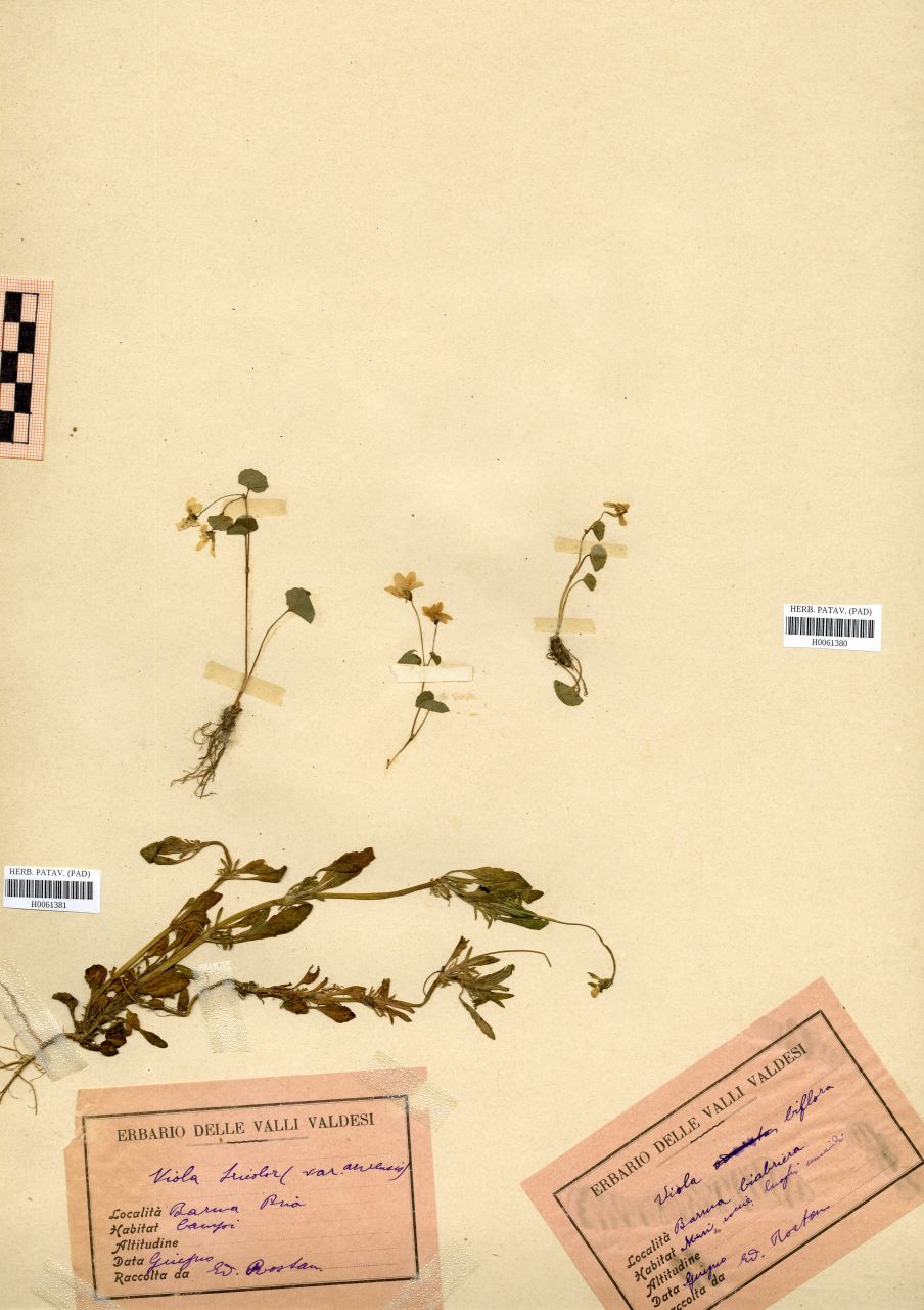 Viola biflora L - erbario, Erbario Rostan, Erbario Rostan
