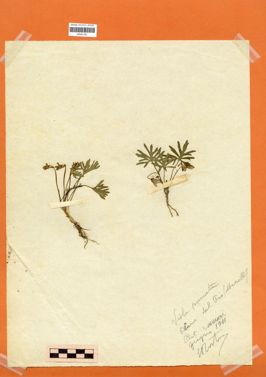 Viola pinnata L - erbario, Erbario Rostan, Erbario Rostan (1911/06)