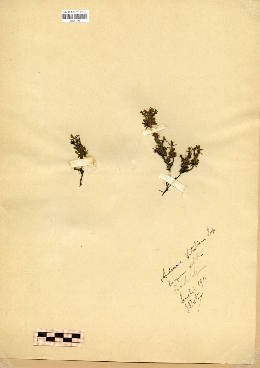 Androsace vitaliana (L.) Lapeyr - erbario, Erbario Rostan, Erbario Rostan (1911/07)