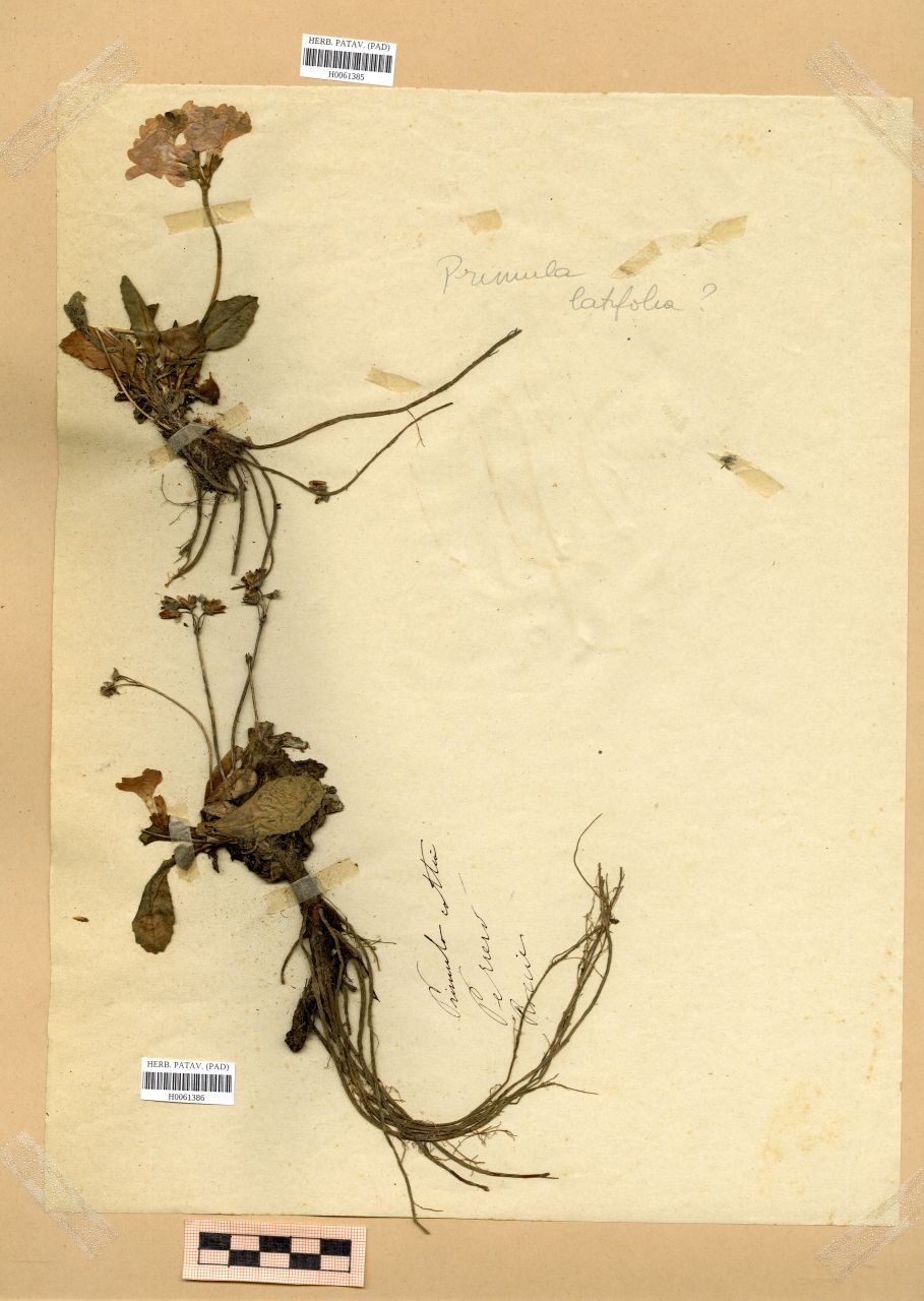 Primula latifolia Lapeyr - erbario, Erbario Rostan, Erbario Rostan