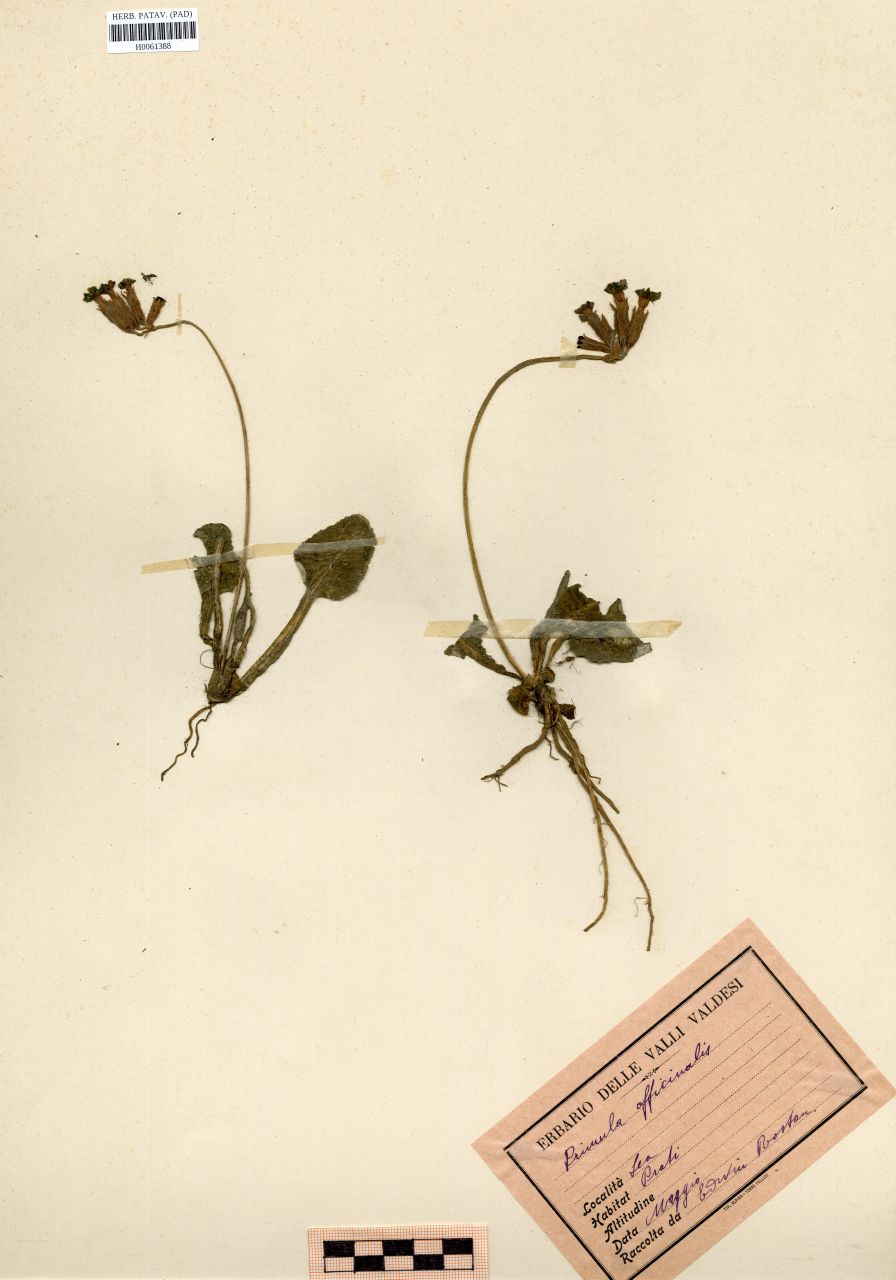 Primula officinalis (L.)Hill - erbario, Erbario Rostan, Erbario Rostan
