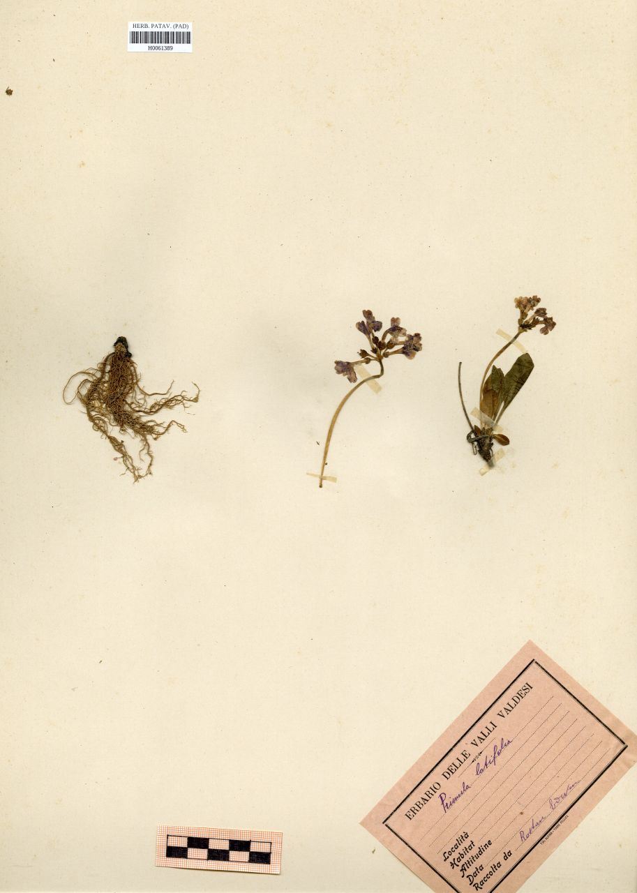 Primula latifolia Lapeyr - erbario, Erbario Rostan, Erbario Rostan