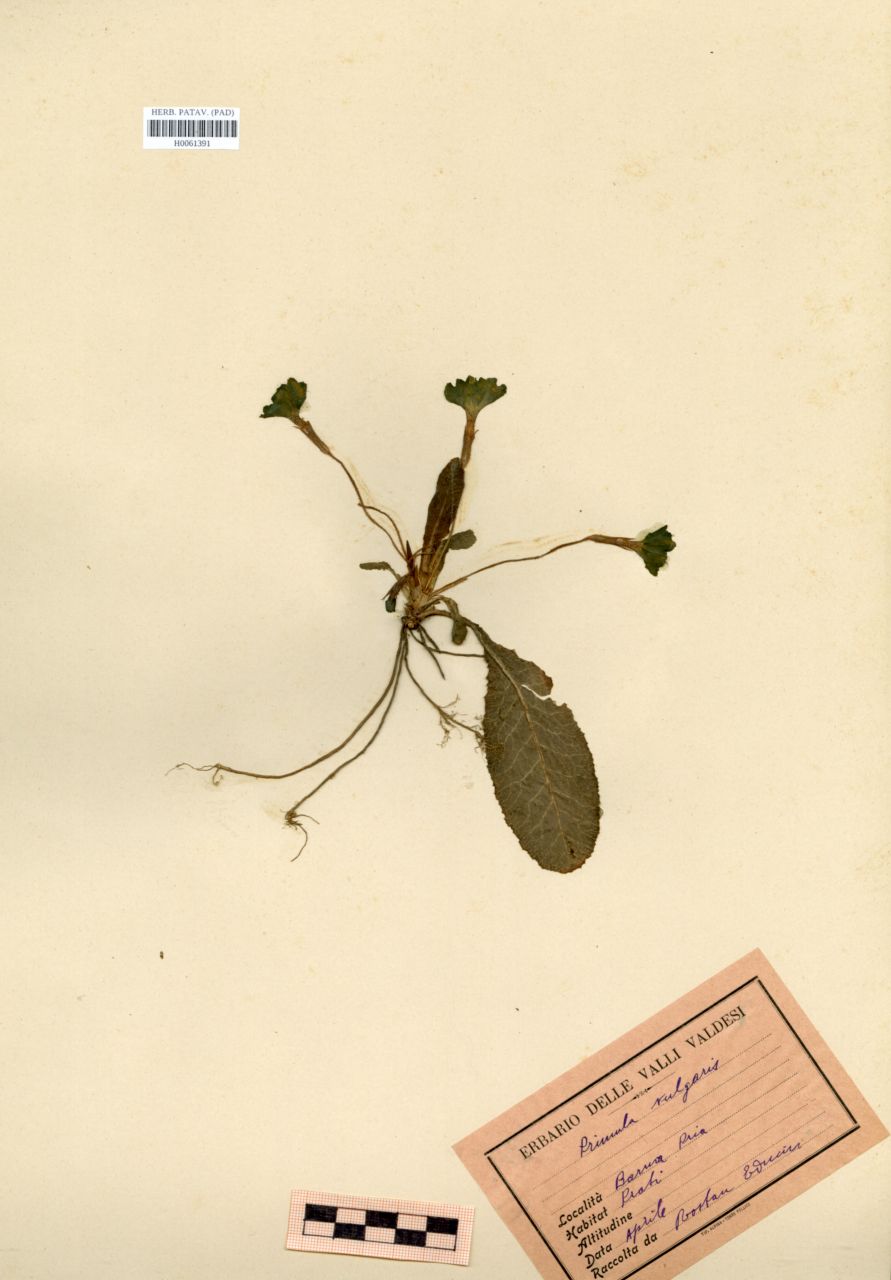 Primula vulgaris Huds - erbario, Erbario Rostan, Erbario Rostan