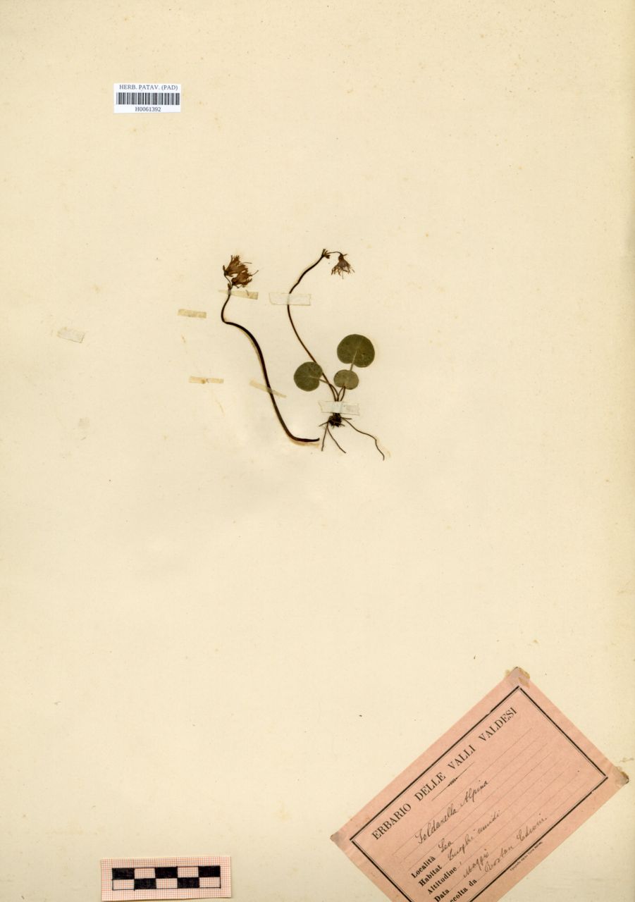 Soldanella alpina L - erbario, Erbario Rostan, Erbario Rostan