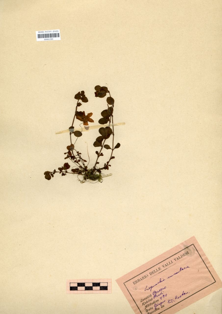 Lysimachia nummularia L - erbario, Erbario Rostan, Erbario Rostan