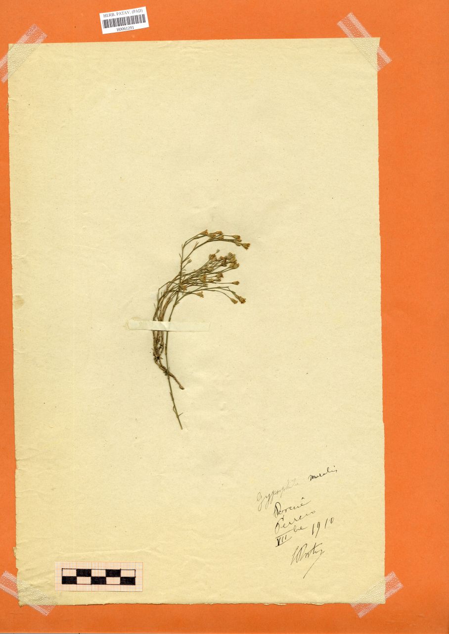 Gypsophila muralis L - erbario, Erbario Rostan, Erbario Rostan (1910/09)