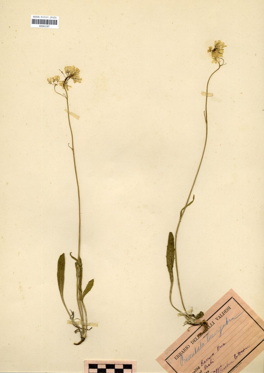 Biscutella laevigata L - erbario, Erbario Rostan, Erbario Rostan
