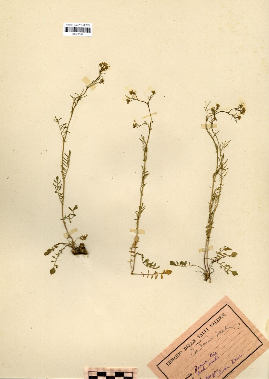 Cardamine pratensis L - erbario, Erbario Rostan, Erbario Rostan