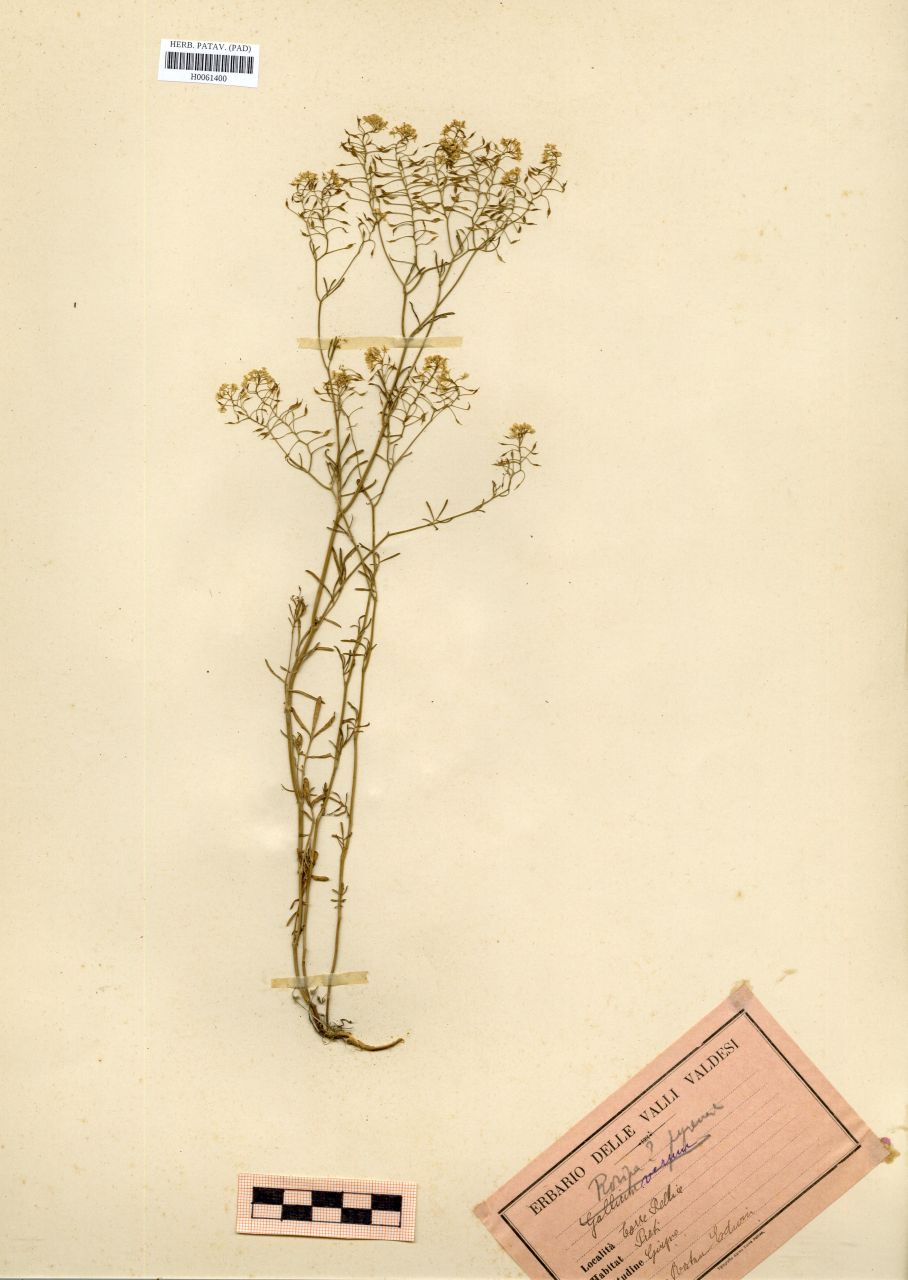 Rorippa pyrenaica (All.)Rchb - erbario, Erbario Rostan, Erbario Rostan