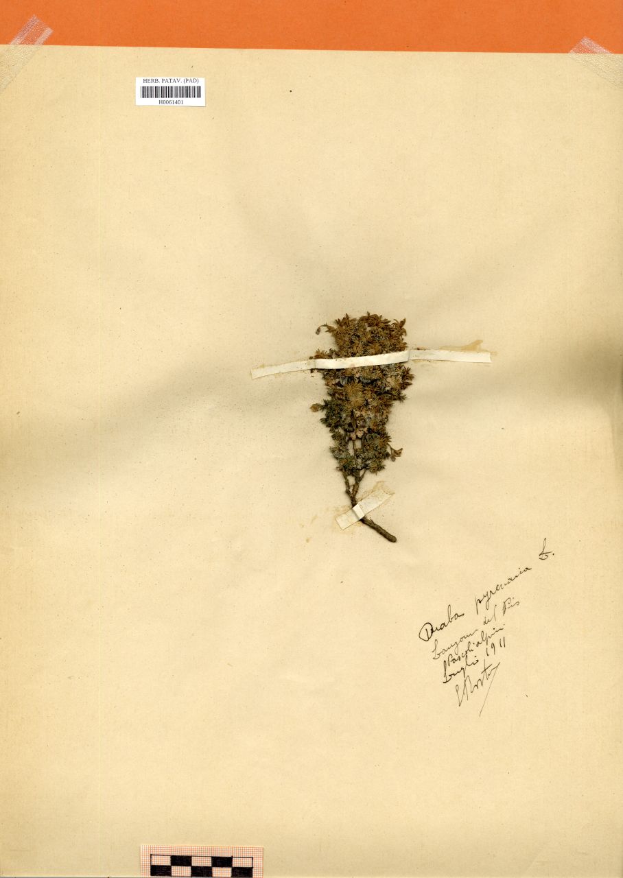 Draba pyrenaica L - erbario, Erbario Rostan, Erbario Rostan (1911/07)