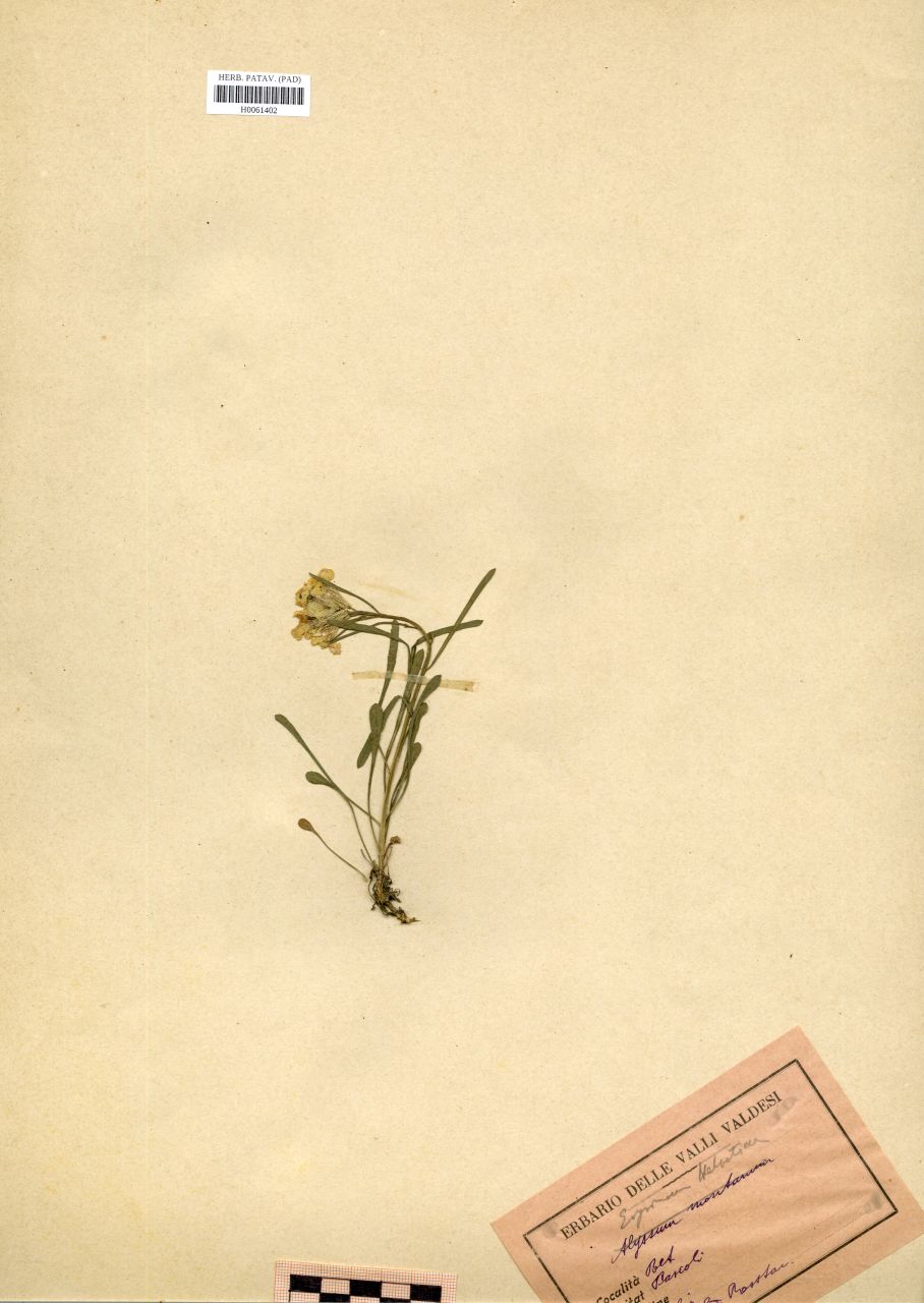 Erysimum helveticum - erbario, Erbario Rostan, Erbario Rostan