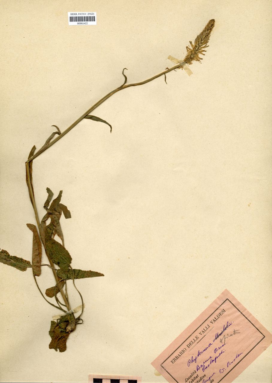 Phyteuma spicatum L - erbario, Erbario Rostan, Erbario Rostan