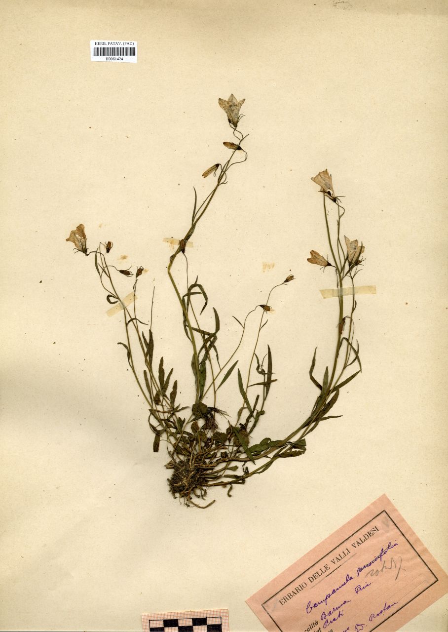 Campanula rotundifolia L - erbario, Erbario Rostan, Erbario Rostan