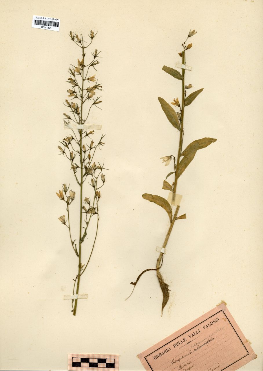 Campanula rapunculus L - erbario, Erbario Rostan, Erbario Rostan
