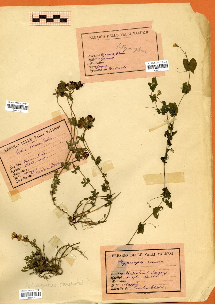 Hippocrepis comosa L - erbario, Erbario Rostan, Erbario Rostan