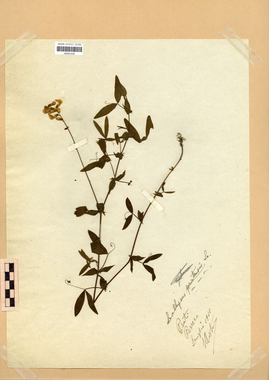 Lathyrus pratensis L - erbario, Erbario Rostan, Erbario Rostan (1911/07)