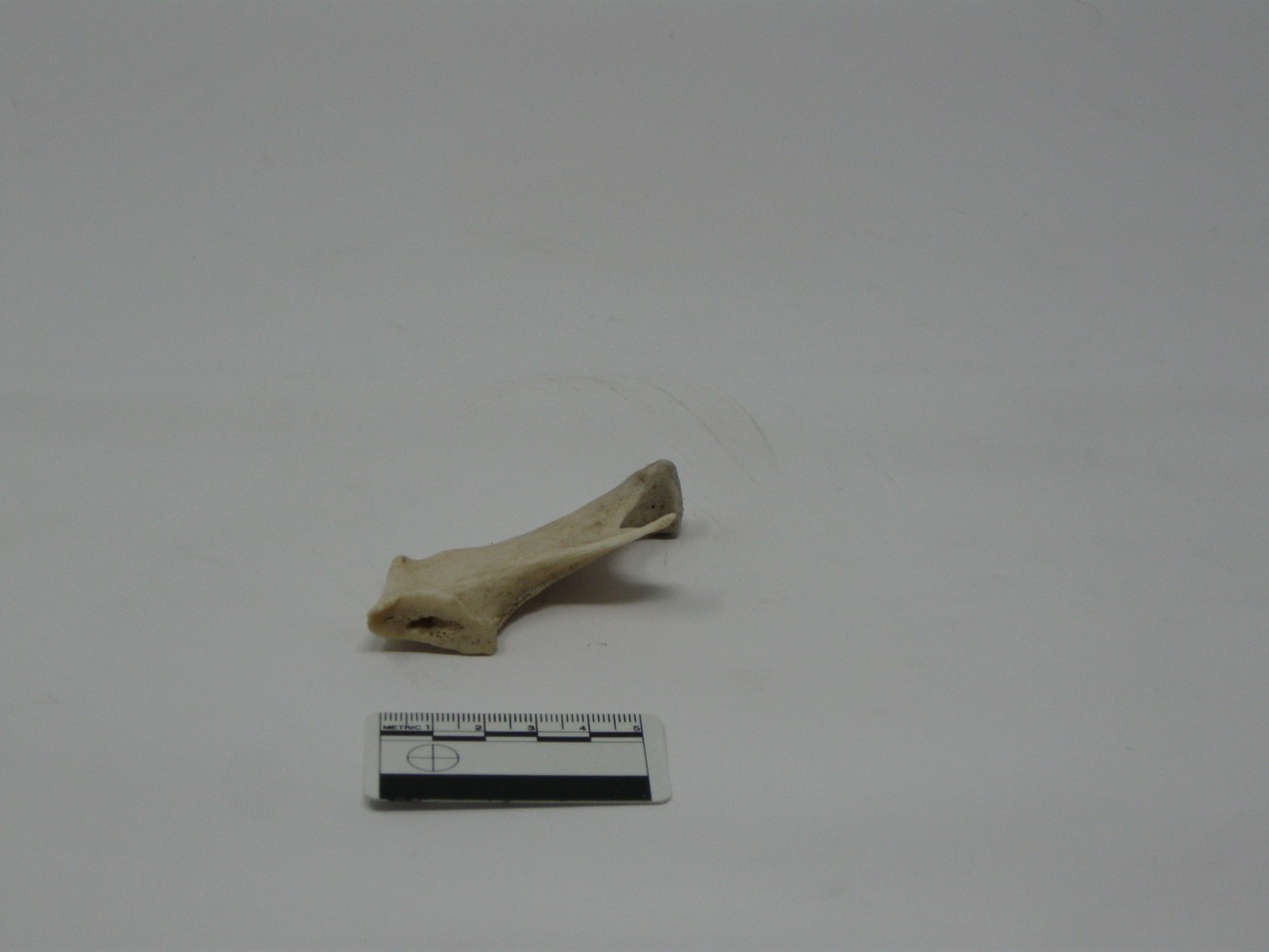 singolo reperto antropologico, reperto osseo (morfologia alterata per patologia) (XIX-XX)