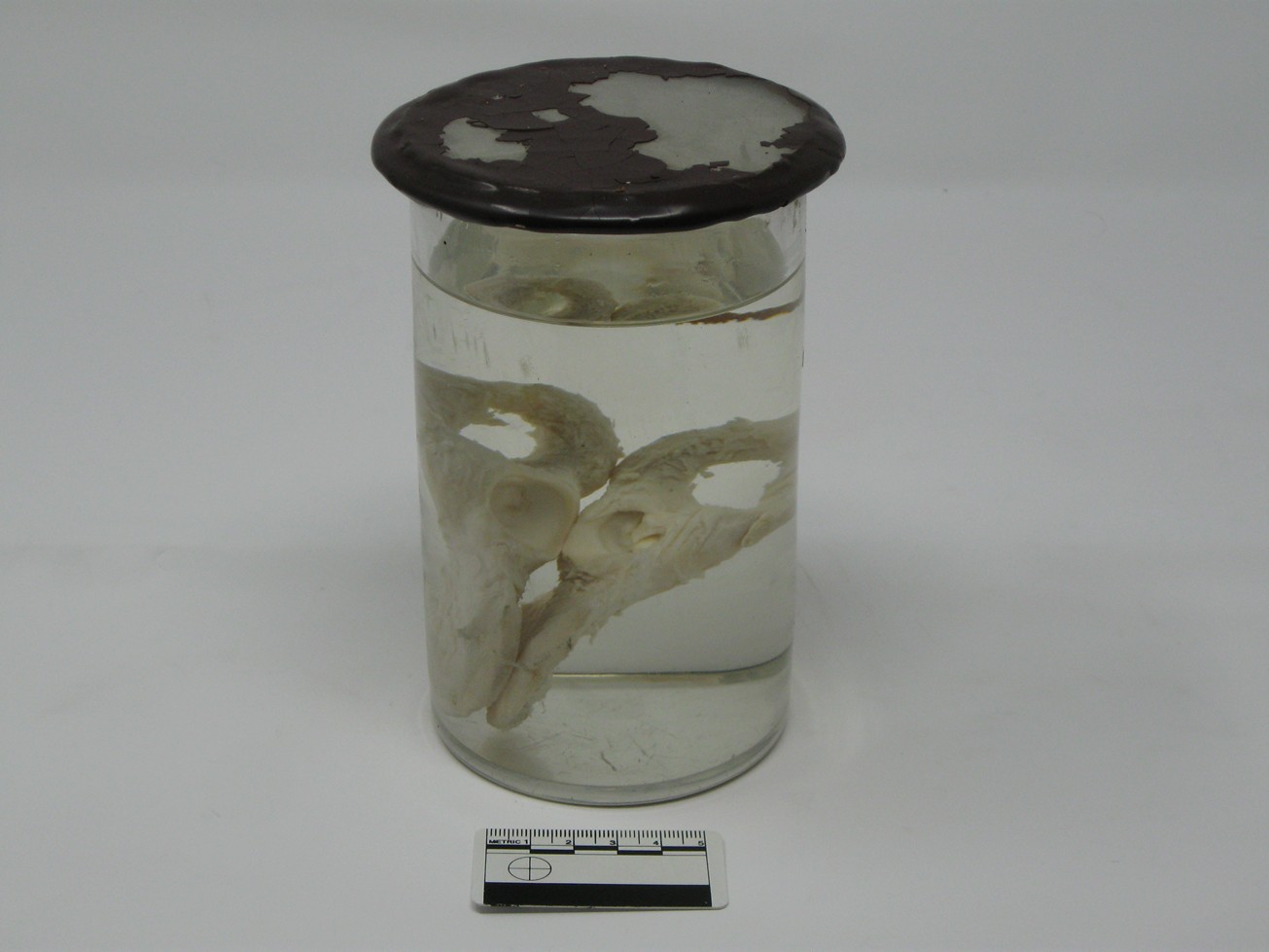 singolo reperto antropologico, reperto osseo (morfologia alterata per patologia) (XIX-XX)