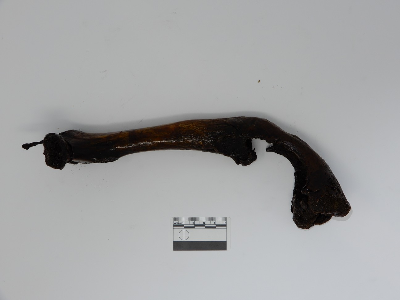 singolo reperto antropologico, reperto osseo (morfologia alterata per patologia) (XIX-XX)