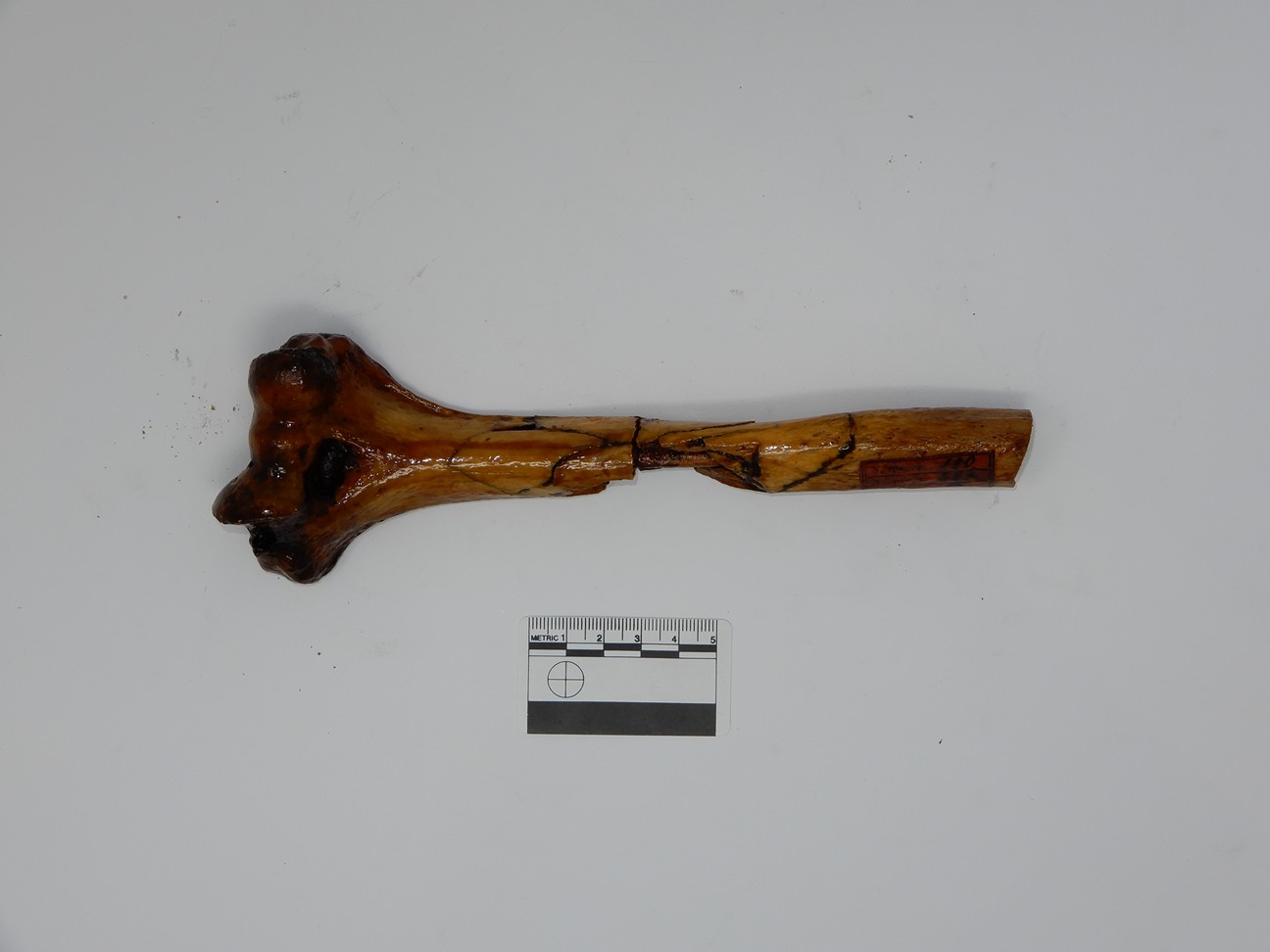 singolo reperto antropologico, reperto osseo (morfologia alterata per patologia) (XIX-XX)