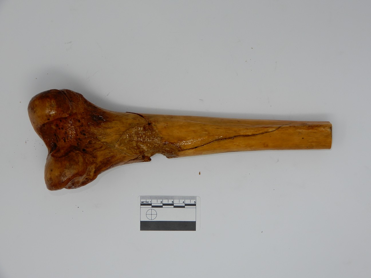 singolo reperto antropologico, reperto osseo (morfologia alterata per patologia) (XIX-XX)