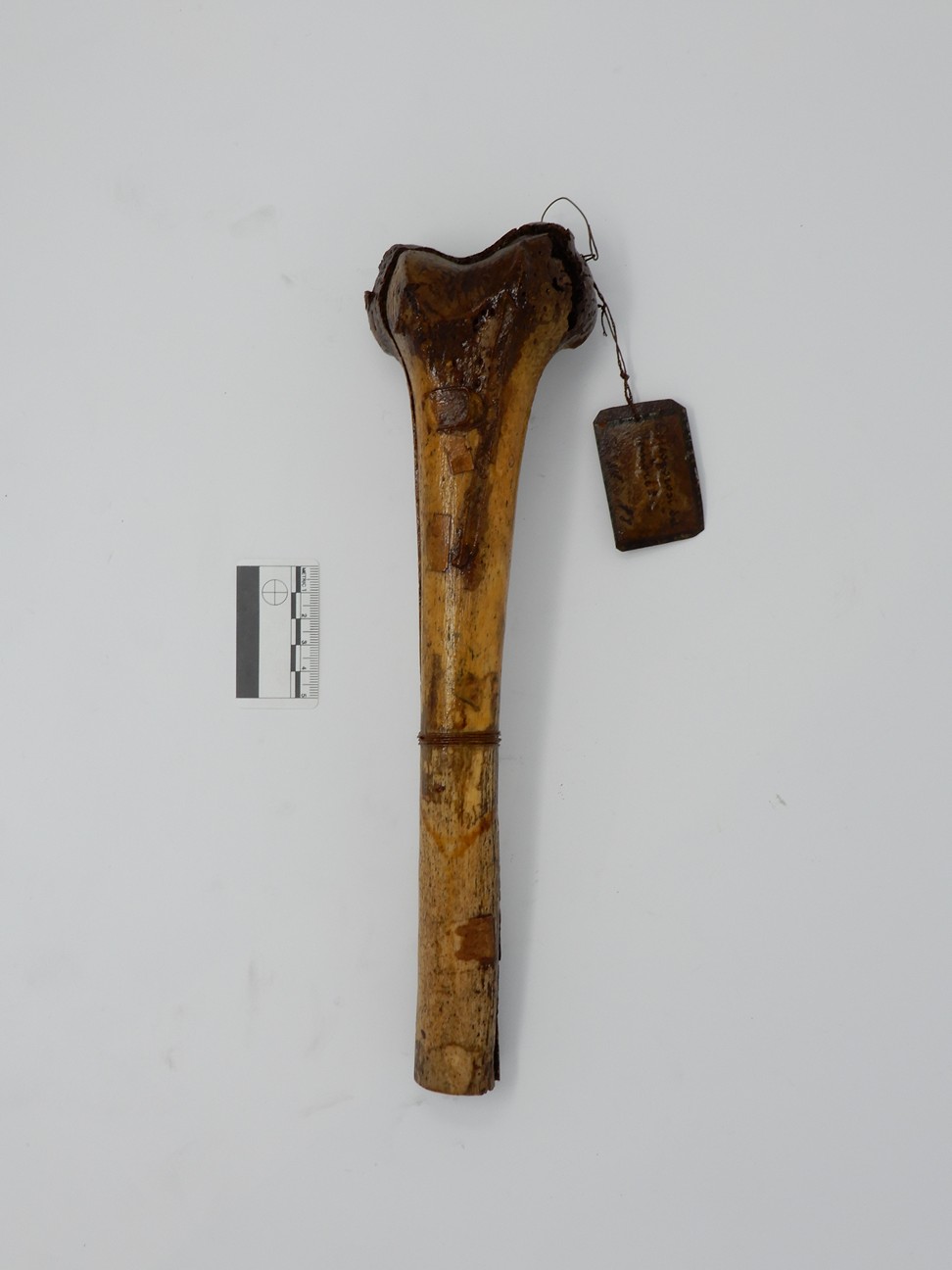 singolo reperto antropologico, reperto osseo (morfologia alterata per patologia) (XIX-XX)