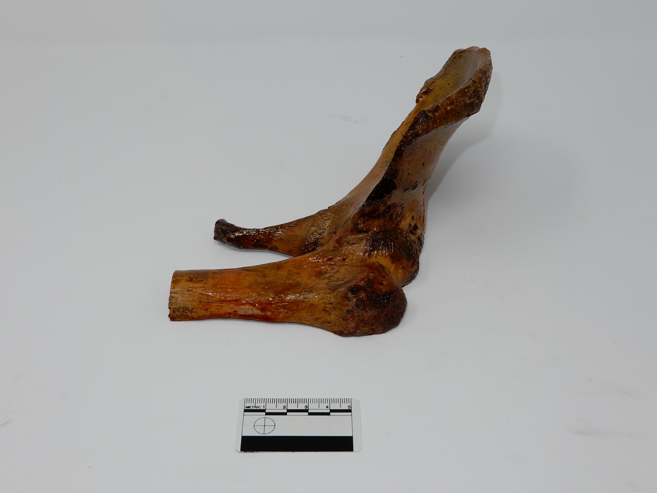 singolo reperto antropologico, reperto osseo (morfologia alterata per patologia) (XIX-XX)