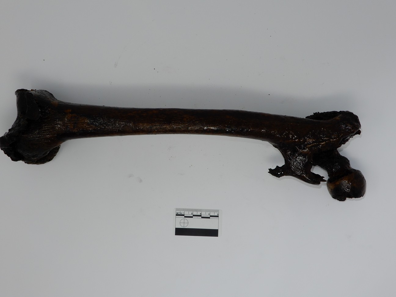 singolo reperto antropologico, reperto osseo (morfologia alterata per patologia) (XIX-XX)