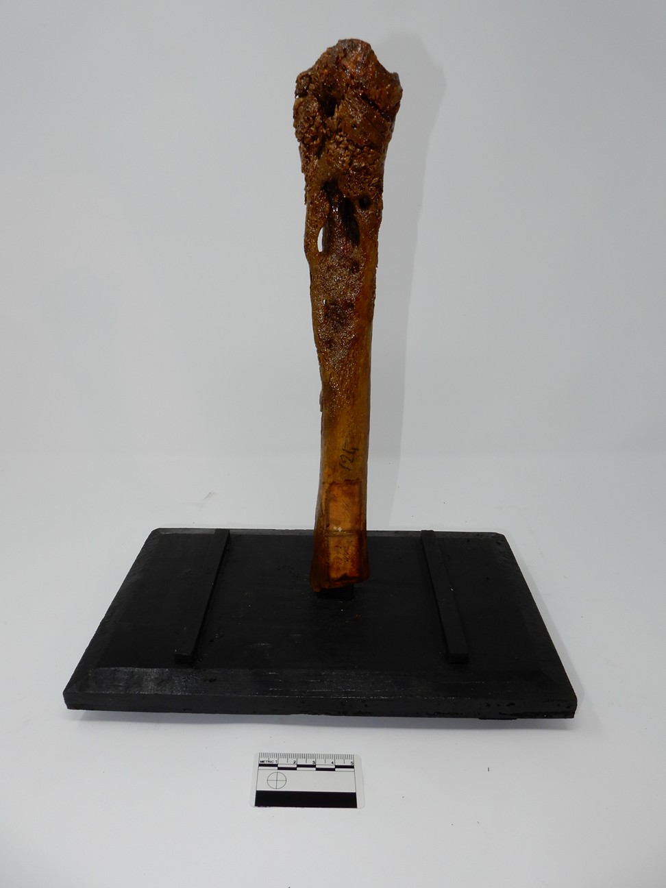 singolo reperto antropologico, reperto osseo (morfologia alterata per patologia) (XIX-XX)