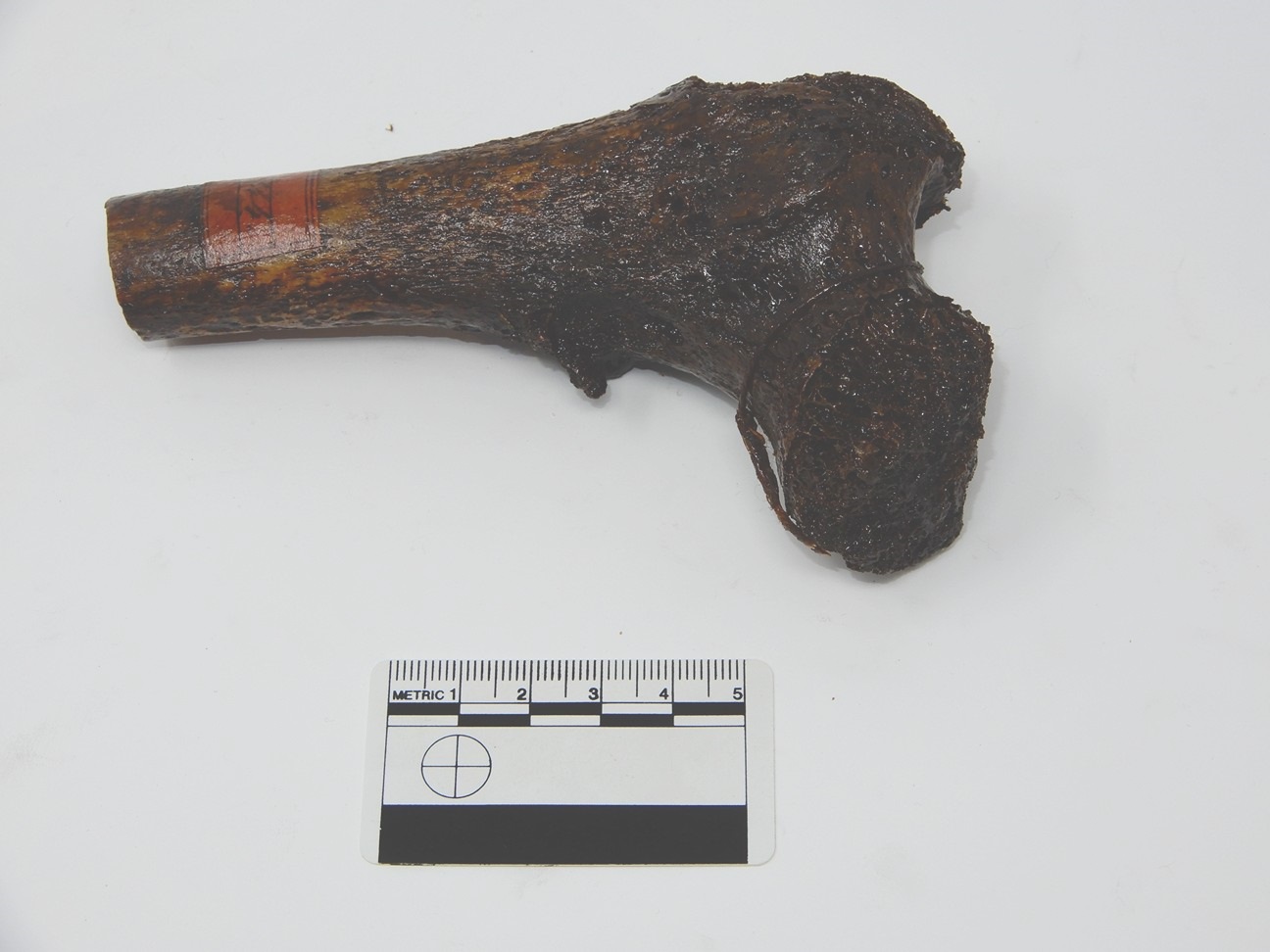 singolo reperto antropologico, reperto osseo (morfologia alterata per patologia) (XIX-XX)