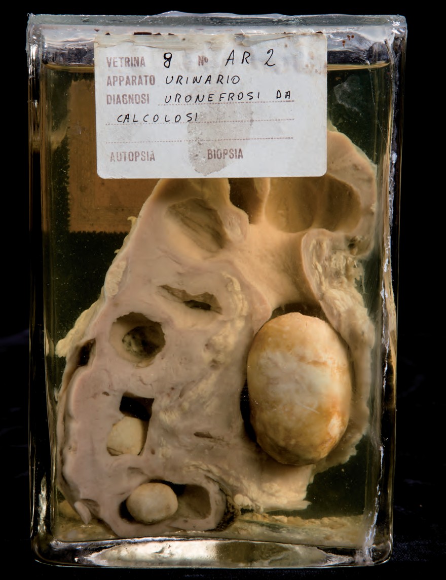 singolo reperto antropologico, preparato anatomico (morfologia alterata per patologia) (XIX-XX)