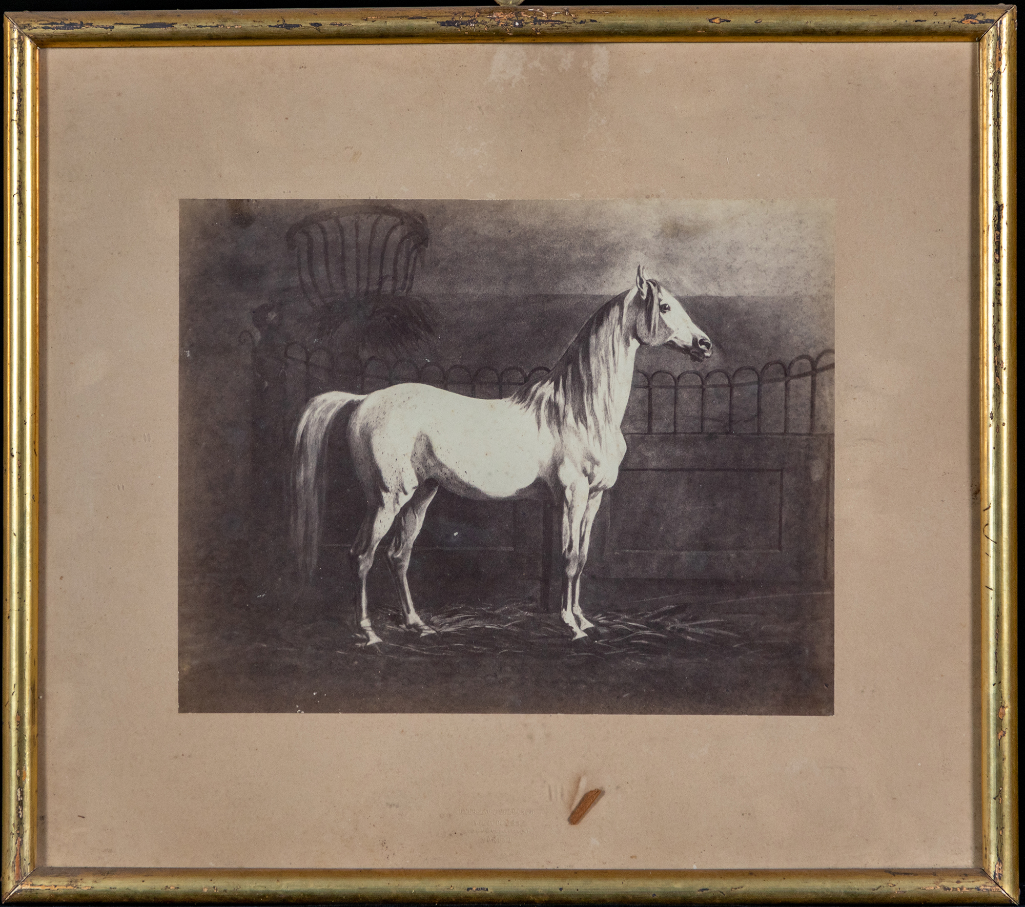 Visione laterale di un cavallo bianco da corsa dentro la scuderia (stampa, elemento d'insieme) di Balbiano D'Aramengo (attribuito) (metà sec. XIX)
