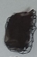 SINGOLO OGGETTO/ scagliato, PERIODIZZAZIONI/ PREISTORIA/ Neolitico