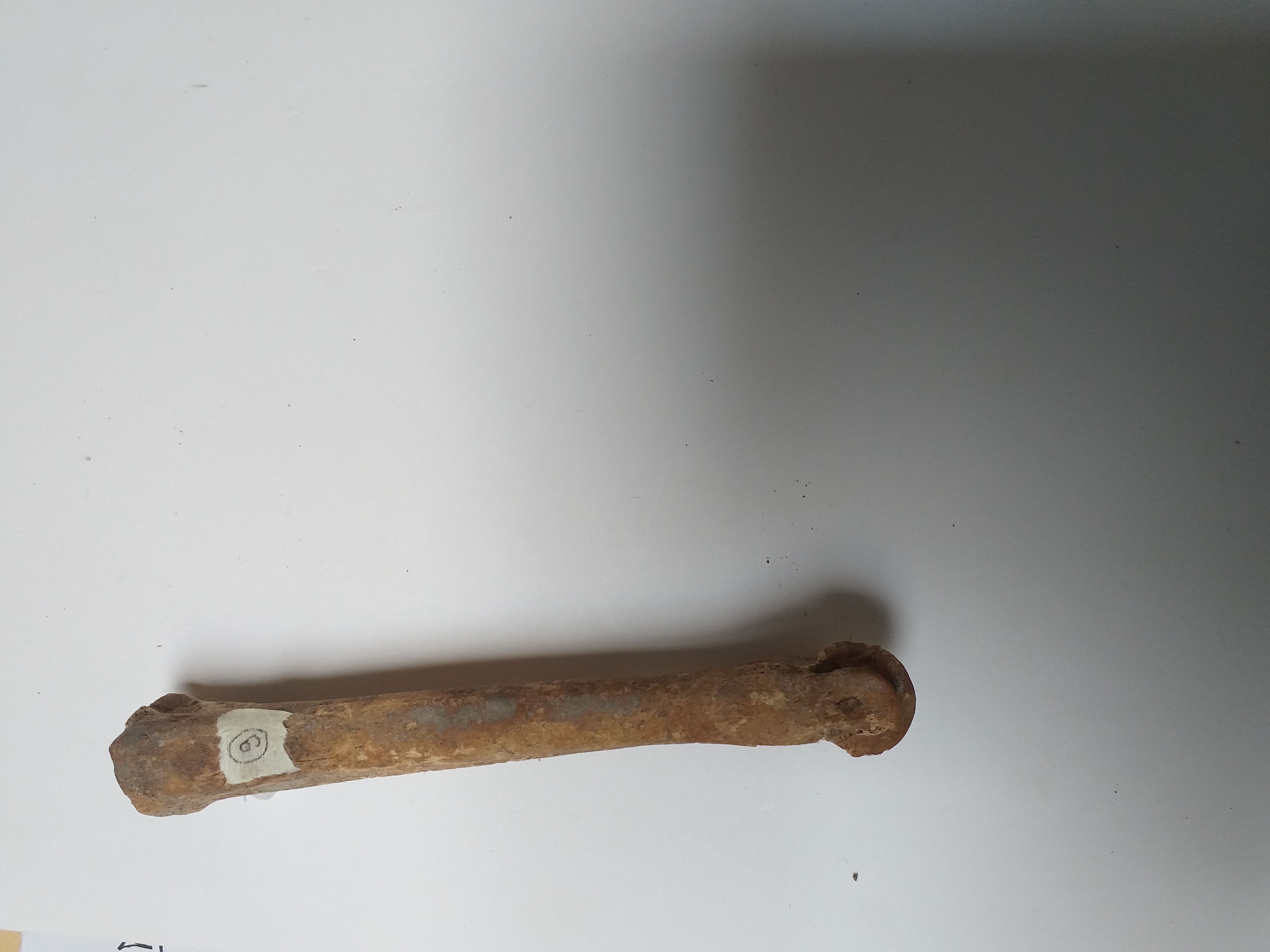 SINGOLO OGGETTO/ molare, PERIODIZZAZIONI/ PREISTORIA/ Neolitico