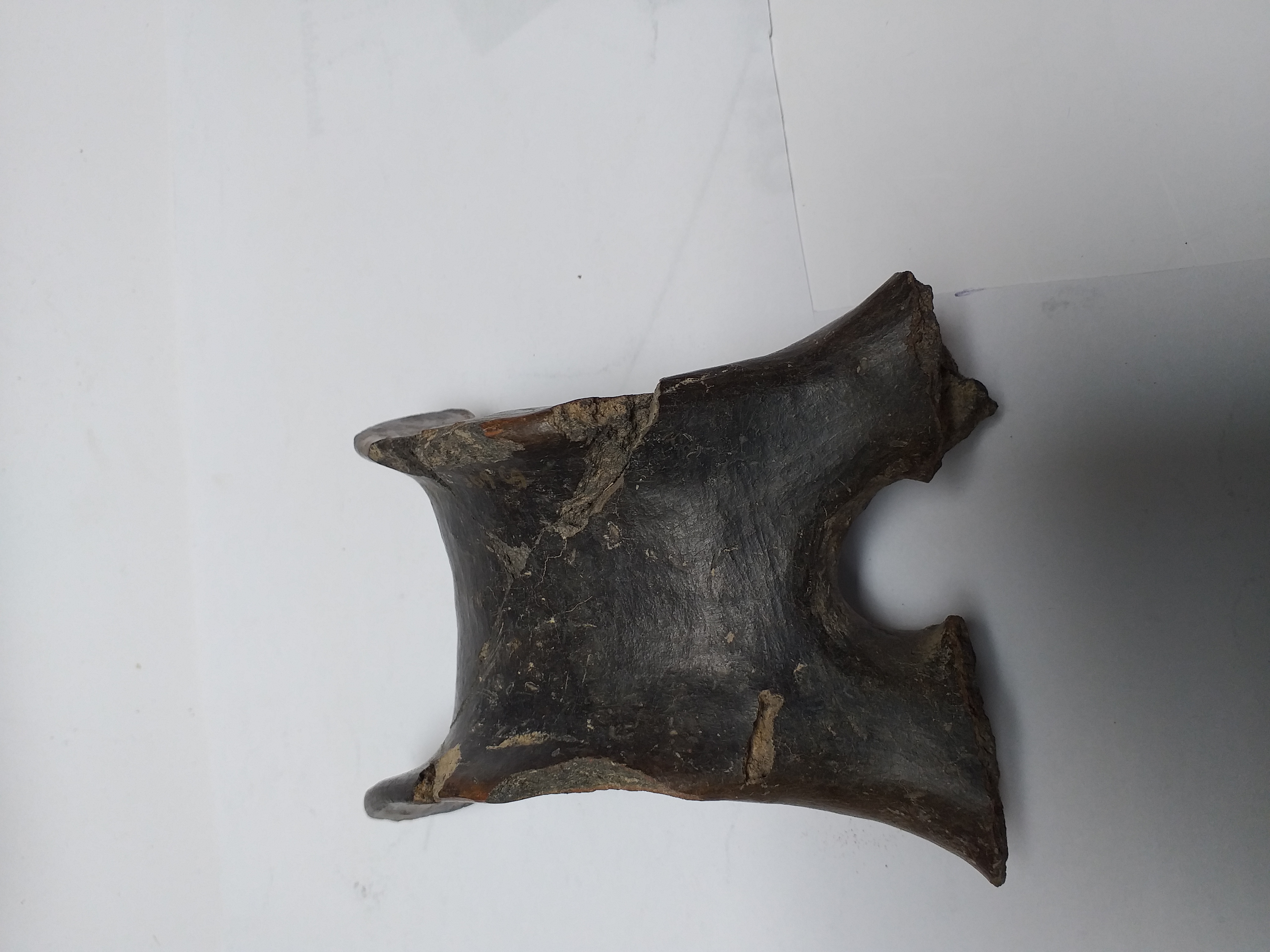 SINGOLO OGGETTO/ ansa, PERIODIZZAZIONI/ PROTOSTORIA/ Età del Bronzo/ Fase avanzata del Protoappenninico