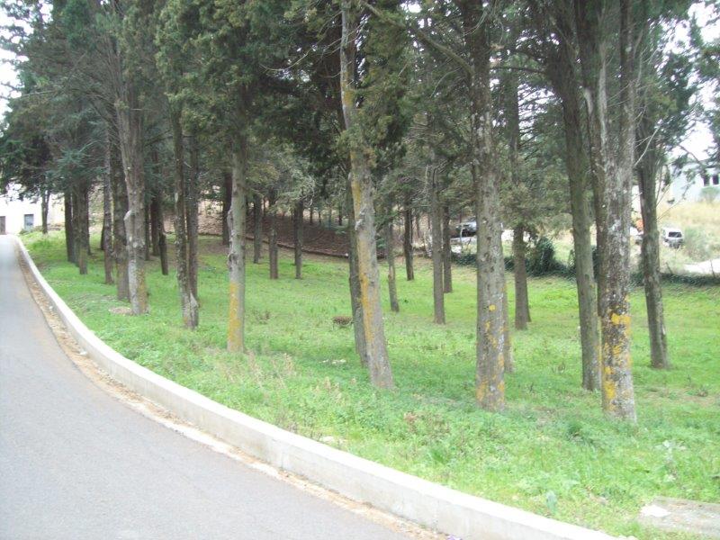 parco, commemorativo / ai caduti della prima guerra mondiale, Parco della Rimembranza di Tricarico (XX)