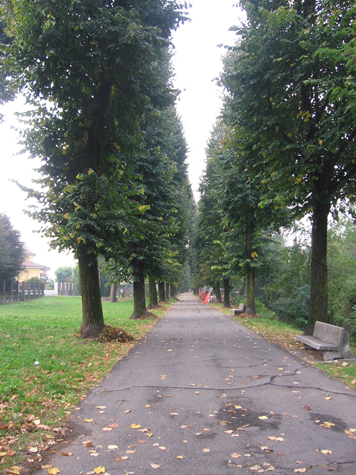 viale, commemorativo/ ai caduti della prima e seconda guerra mondiale, Viale della Rimembranza di Gaggiano (XX, XX)