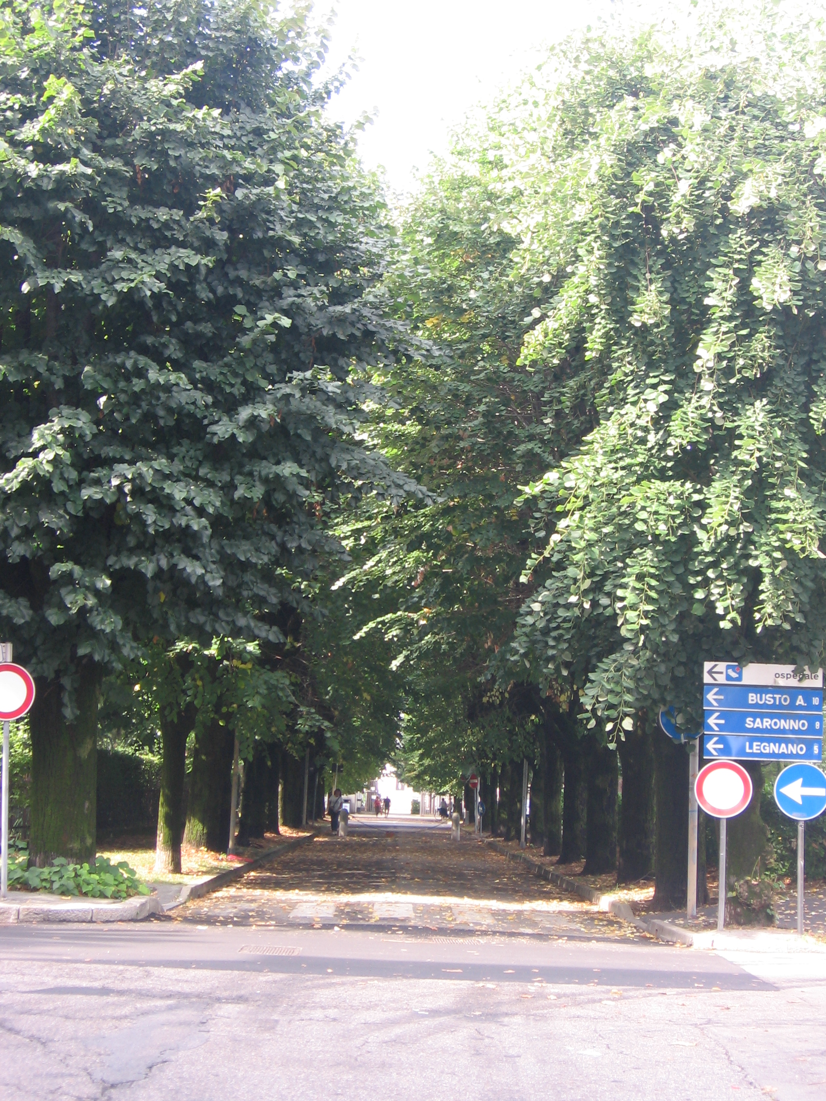 viale, commemorativo/ ai caduti della prima guerra mondiale, Viale della Rimembranza di Rescaldina (XX, XX)