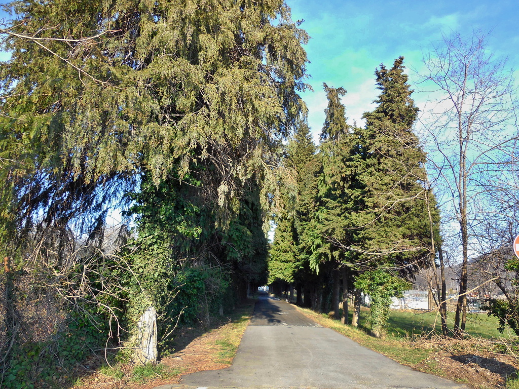 viale, commemorativo/ ai caduti della prima guerra mondiale, Viale della Rimembranza di Borgo San Dalmazzo - ambito piemontese (XX)