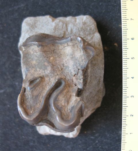 fossile (resti di rinoceronte, esemplare)