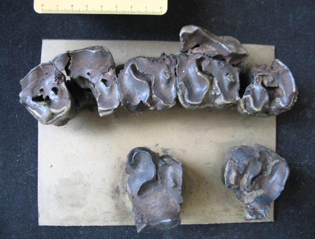 fossile (resti di rinoceronte, esemplare)