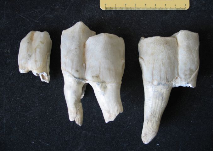 fossile (resti di rinoceronte, esemplare)