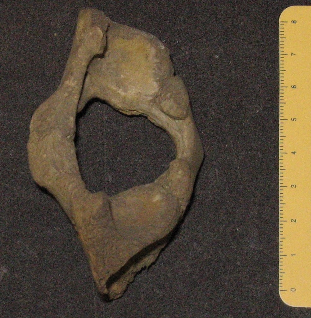 fossile (resti di suidi, esemplare)