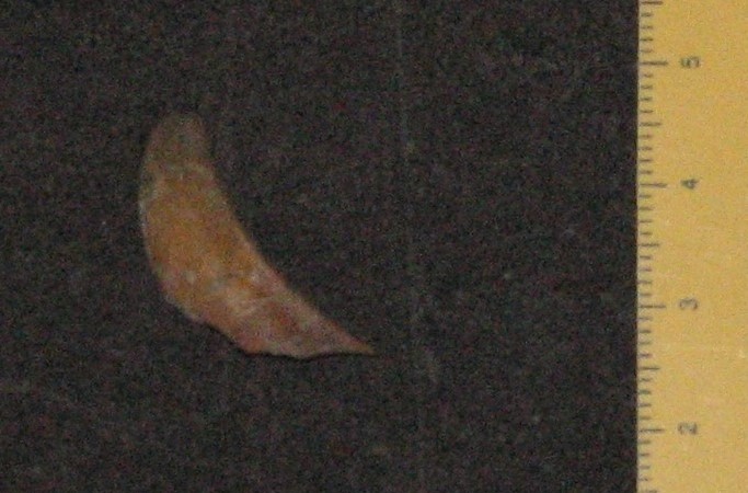 fossile (resti di suidi, esemplare)