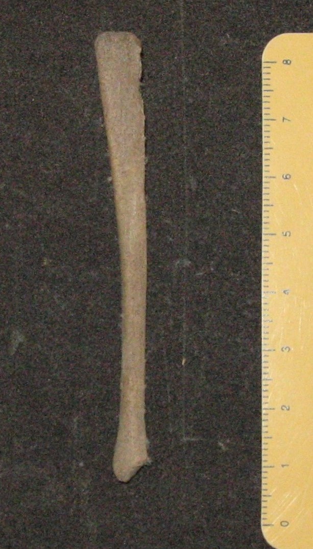 fossile (resti di suidi, esemplare)