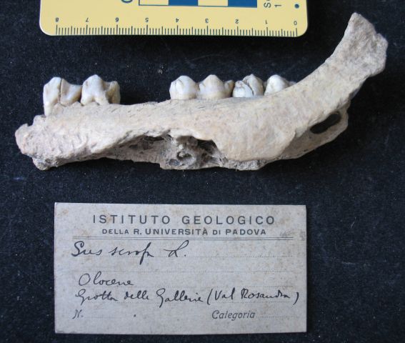 fossile (resti di suidi, esemplare)