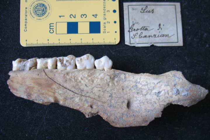 fossile (resti di suidi, esemplare)